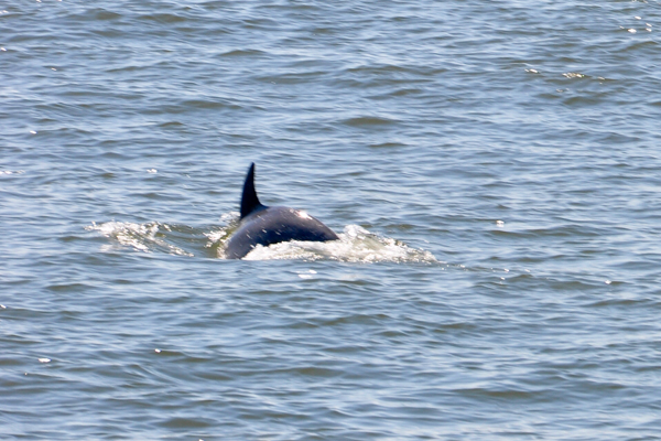 dolphin jumping